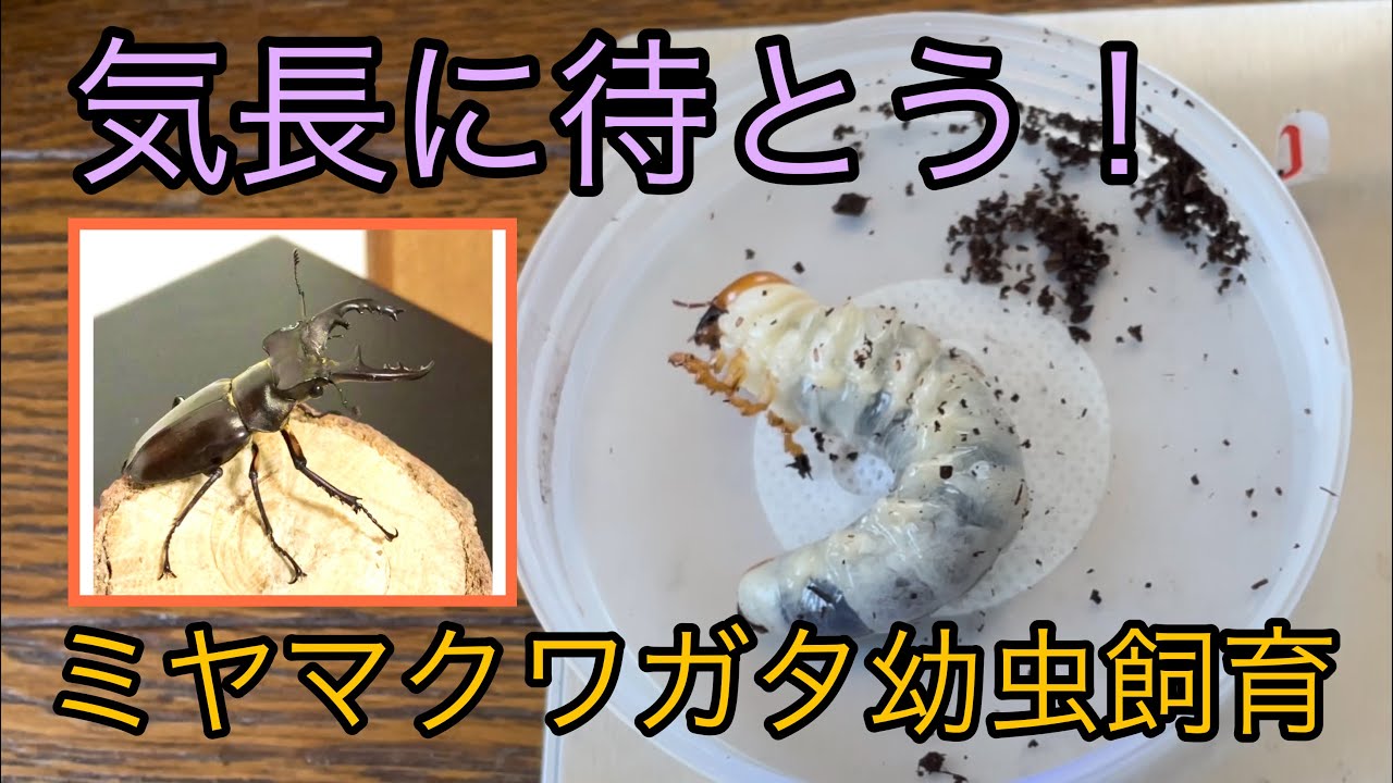 Breeding stag beetles and raising larvae! - YouTube