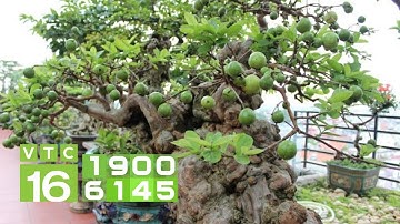 Kinh nghiệm cắt tỉa để cây ổi ra quả theo ý muốn I VTC16