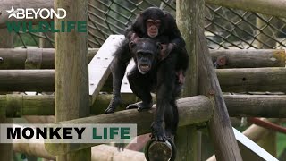 S11E11 | There’s Something Lurking Around At The Chimp Enclosure | Monkey Life | Beyond Wildlife
