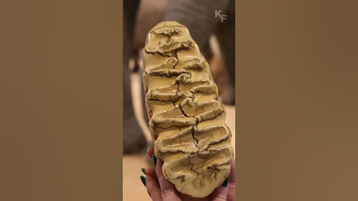 А Вы видели как выглядят зубы слона? Кроме бивней есть ещё
