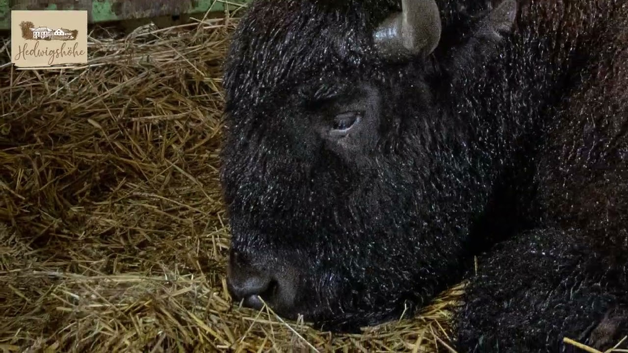 Bisonabholung 2025 | Bisonbulle von der Hedwigshöhe Ehrenberg / Hohnstein - Sächsische Schweiz