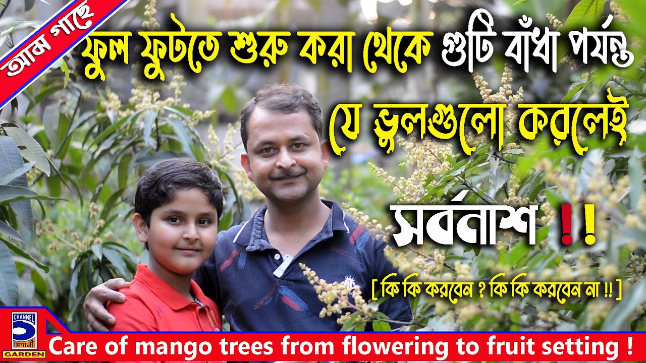 আমের ফুল ফোটা থেকে ফল ধরা পর্যন্ত পরিচর্যা ! Care of mango trees from flowering to fruit setting !
