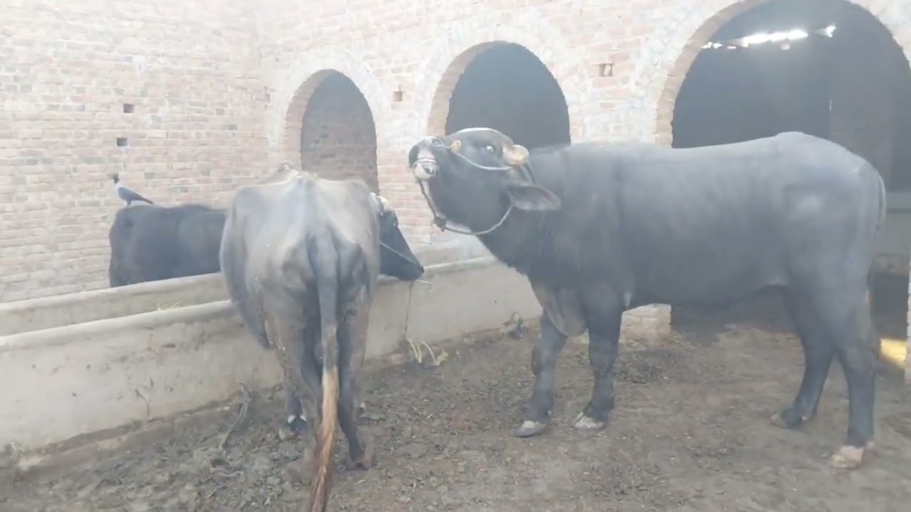 My vlog 🤔 Bull fame powerful buffalo crossing new very interested video viral treading🤔🤔🤔