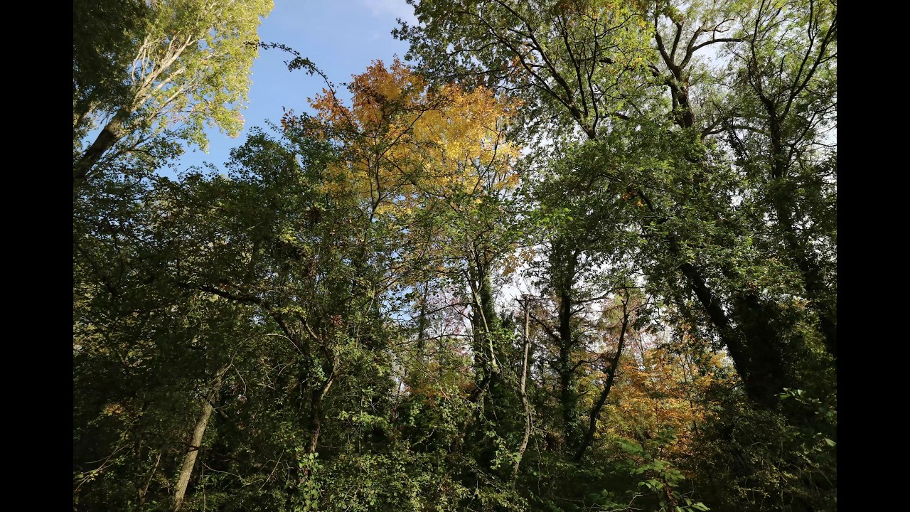 Halage Automne (Diaporama Horizontal 291/480)