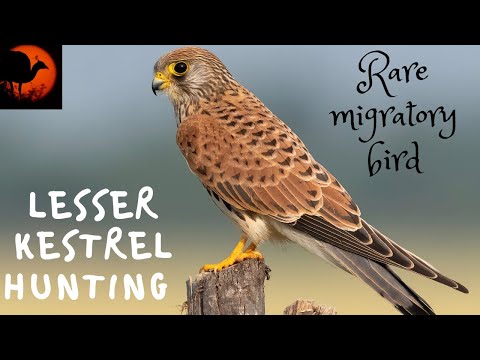 वीडियो: स्टेप केस्टरेल: इस दुर्लभ पक्षी का विवरण और वितरण