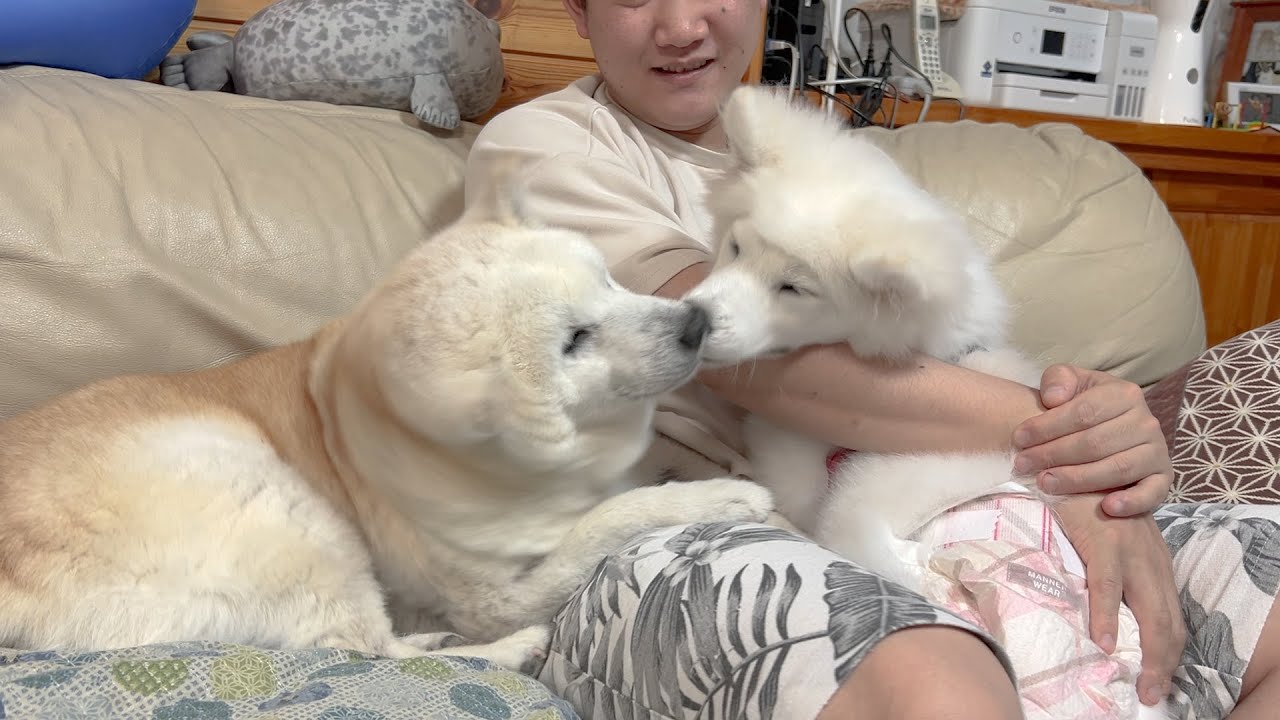 The younger Samoyed is overjoyed to see her older sister Shiba Inu
