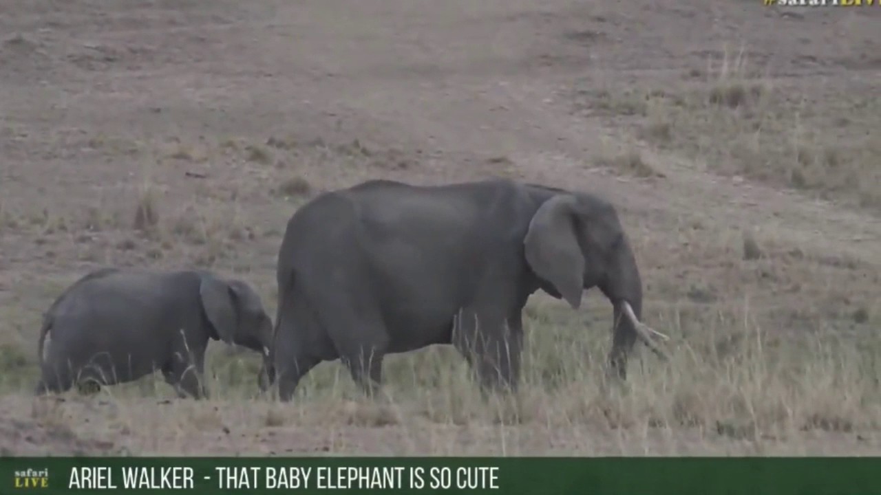 sindile faku July 31, 2017- Sunset- Scott with Elephants SUDDENLY the Cheetah race at top speed