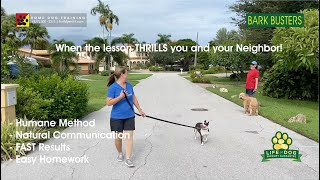 #Frenchie and #Frenchton - Dog Training of @FortMyersK9 - Best Dog Trainer by Bark Busters Home Dog Training Fort Myers 347 views 2 years ago 2 minutes, 58 seconds