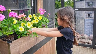 Mini Window Box & Hanging Baskets | Planting in front of Animal Sheds
