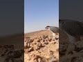 لحظه طرح صقر شاهين