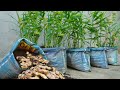Too easy with the way to recycle old bags to grow ginger at home for many tubers