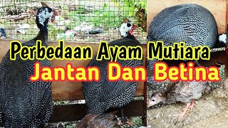 Cara Membedakan Ayam Mutiara Jantan Dan Betina Ayam Hias Mahal U0026 Perawatan Mudah  Beternak Sukses