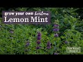 Sow right seeds  lemon mint