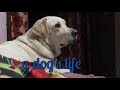 LIFE WITH A LABRADOR| Wildly Indian