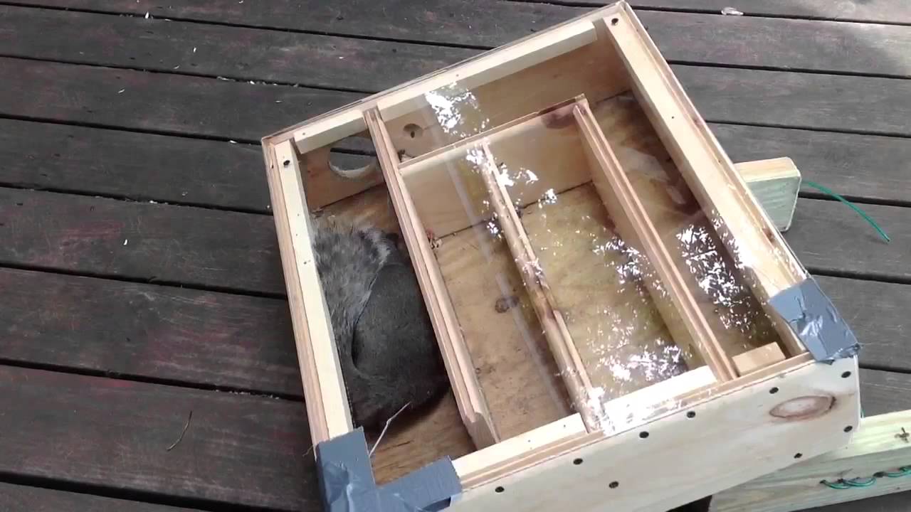 Squirrel Maze 4 YouTube