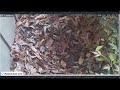 LIVE Mallard duck nest 4/26/22