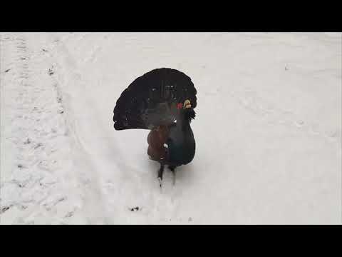 Enraged Western Capercaillie Skaws and Chases Man off the Street