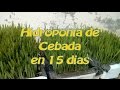 Forrajera Hidroponia