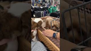 fiona takes on homegoods 🥹🐶💓🛒 #dayinmylife #dayinmylifevlog #dailyvlog #puppylife #bulldogsoftiktok