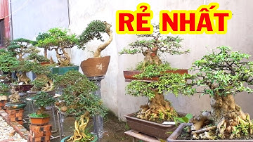 Ít tiền cũng có cây đẳng cấp để chơi - selling beautiful bonsai trees