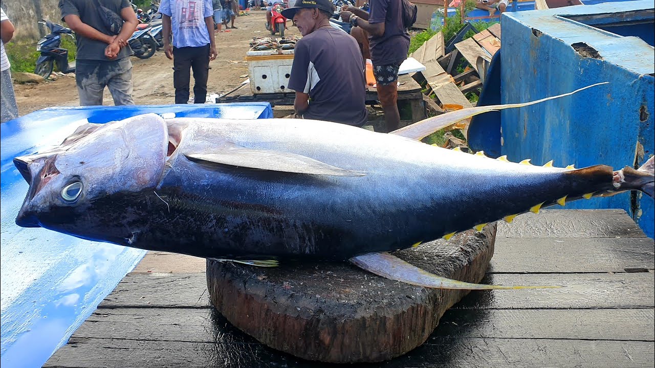 Tuna Butchering MASTER: Fastest Fish Cutting in the World? 🐟🔥🔪🔴LIVE 24 ...