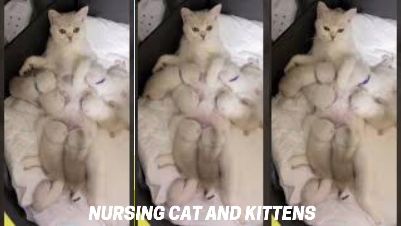 Nursing Cat And Kittens 