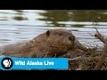 Salmon and Beaver Dams