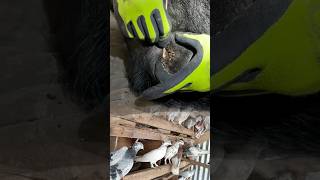 Satisfying Cow Ear Cleaning and Maggot Removal