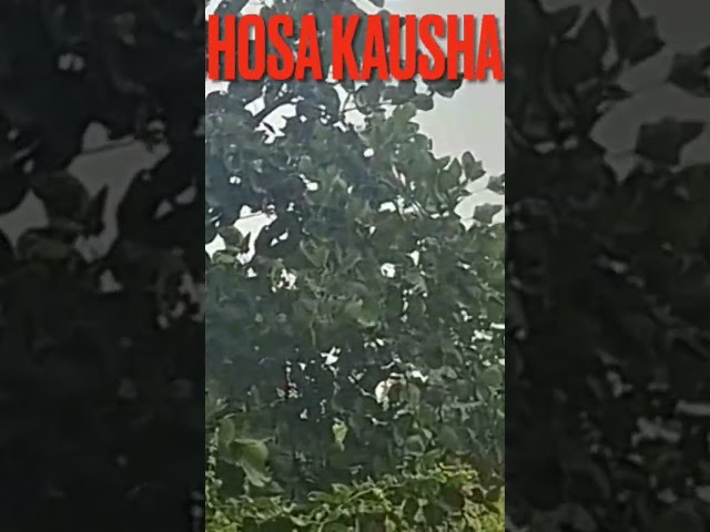 औषधीय वनस्पतियों की खान पभोसा पर्वत कौशाम्बी
