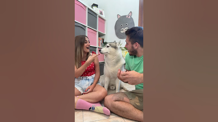 Il mio CANE SCEGLIE tra ME e il mio FIDANZATO😰🤞🫣 #cane #cani #dog #dogs #dogchallenge