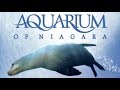 Aquarium of Niagara #ExploreWithKirti