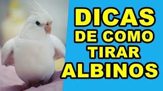 CALOPSITA ALBINA | COMO TIRAR FILHOTES ALBINOS MACHOS E FÊMEAS