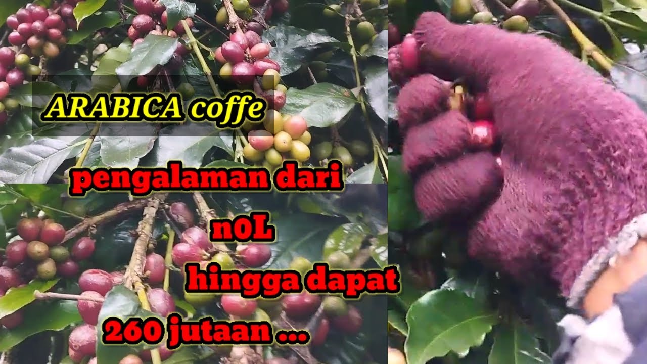 petani kopi sukses || pengalaman suka duka dari nol hingga sukses dapat ratusan juta rupiah