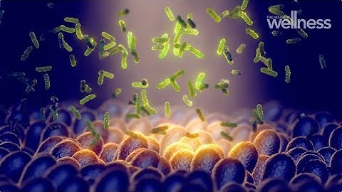 Exploring gut health and the microbial ecosystem with Giaan Rooney