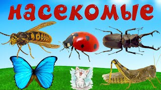 Учим насекомых. Обучающее видео со звуками для детей