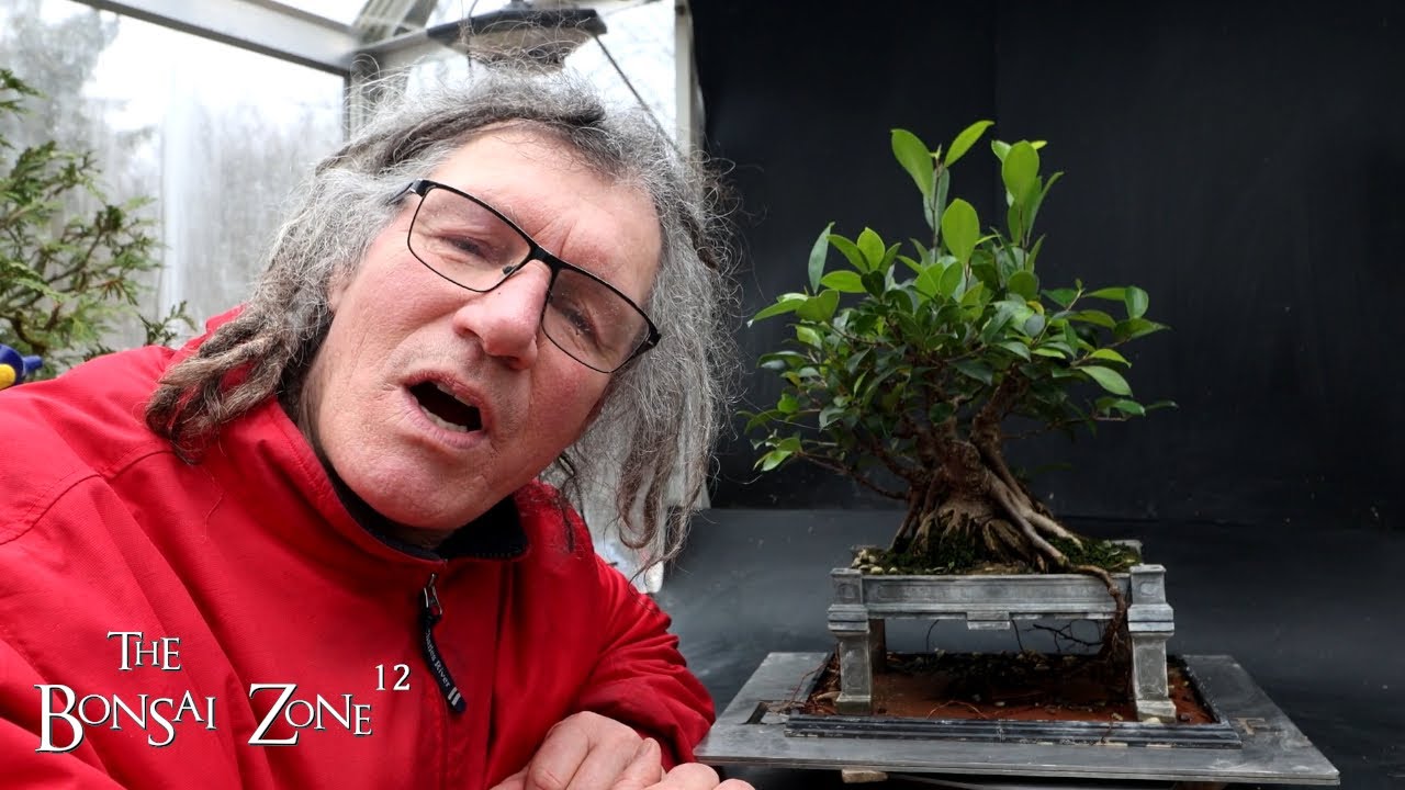 Pruning My Vietnam Style Ficus, The Bonsai Zone, March 2025