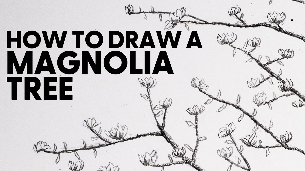 Как нарисовать магнолию