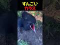すんごいカラス#shorts