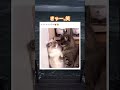 大人のやつだ！笑　#動物 #癒し #癒し動画 #可愛い#猫 #カップル
