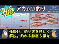 《アニメで解説：【アカムツ釣り】の釣果UPのコツ》【アカムツ】の【仕掛け】の特徴と注意点、【釣り方】をアニメで詳しく解説。船宿の紹介もあります。【船】、【沖釣り】に関する動画です。