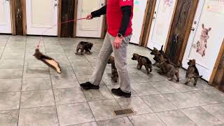 Sable GSD Pups "L" Litter 7 Wks Candidate For Training @ProtectionDogSales Elite Level Candidates