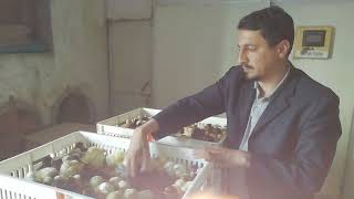 Hamza Pets Clinic And Poultry Service And Chicks Hatchery Islamabad Dr Syed Muhammad 03329837649