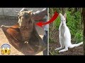 7 Animales Que Fueron Descubiertos Recientemente | Nuevas Especies.