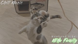 [Chillout with kittens] weekend vibe, play together ｜Chill Music, Background, Work, Sleep, cat, cute by Mihu family Take a break 263 views 4 months ago 12 minutes, 24 seconds