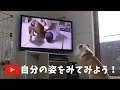 ぶるまるに自分の動画をみせてみた!ぶるまるチャンネル面白い!