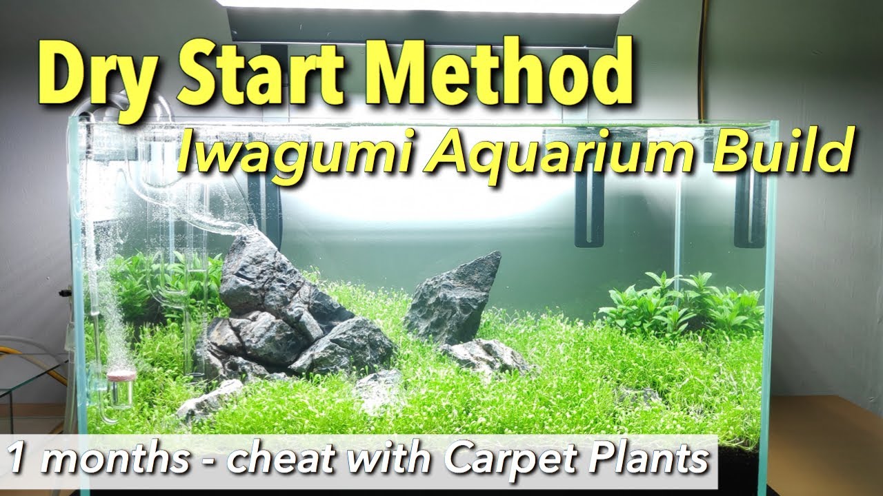 Dry Start Method (DSM) Aquascape - Iwagumi Style SUCCESS!!