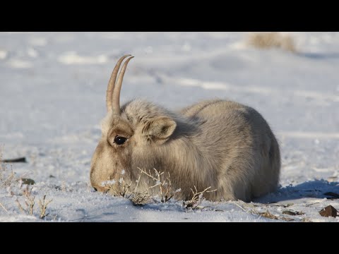 CITES CoP20 | Saiga
