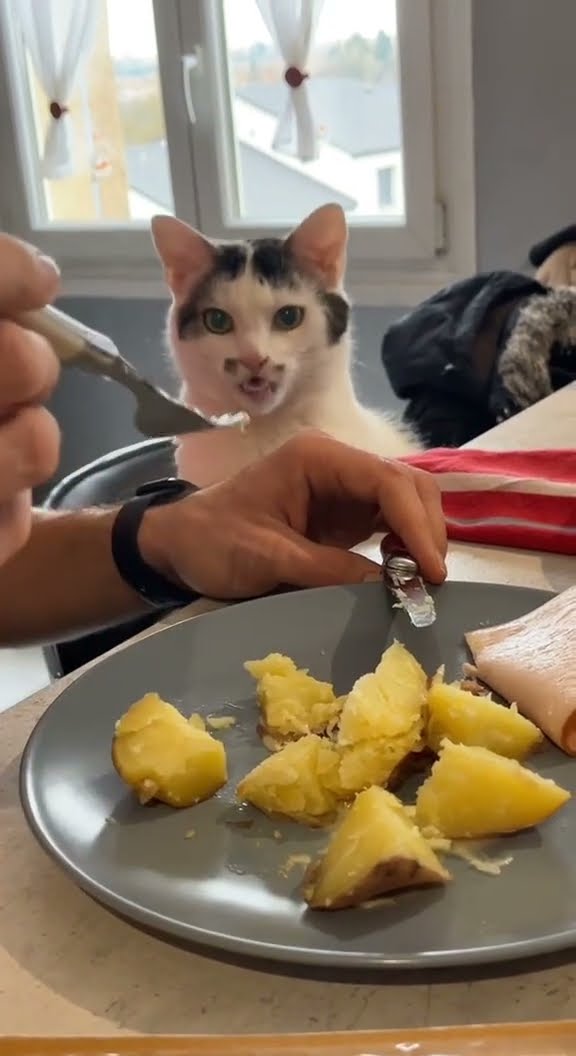 Très drôle le chat Funny