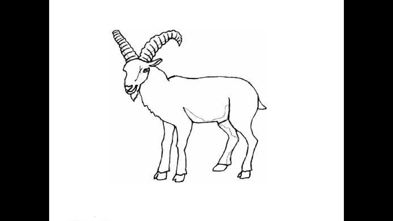 How to Draw a Mountain goat / Как нарисовать горного козла - YouTube