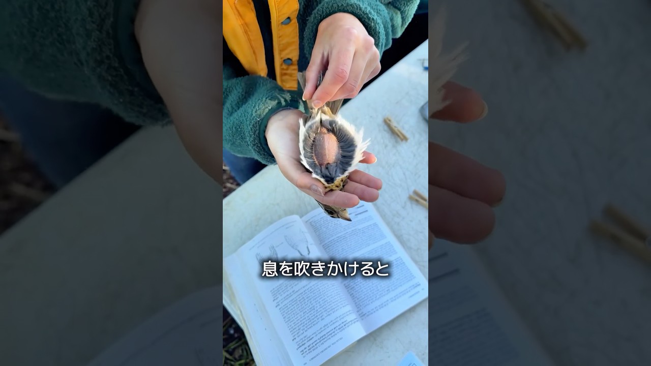 鳥のお腹にハゲがある理由